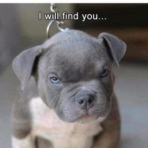 Meet your Posher, Maurice